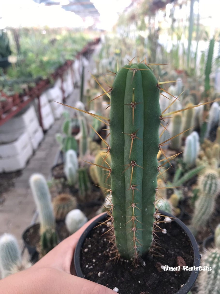 Цереус Валидус