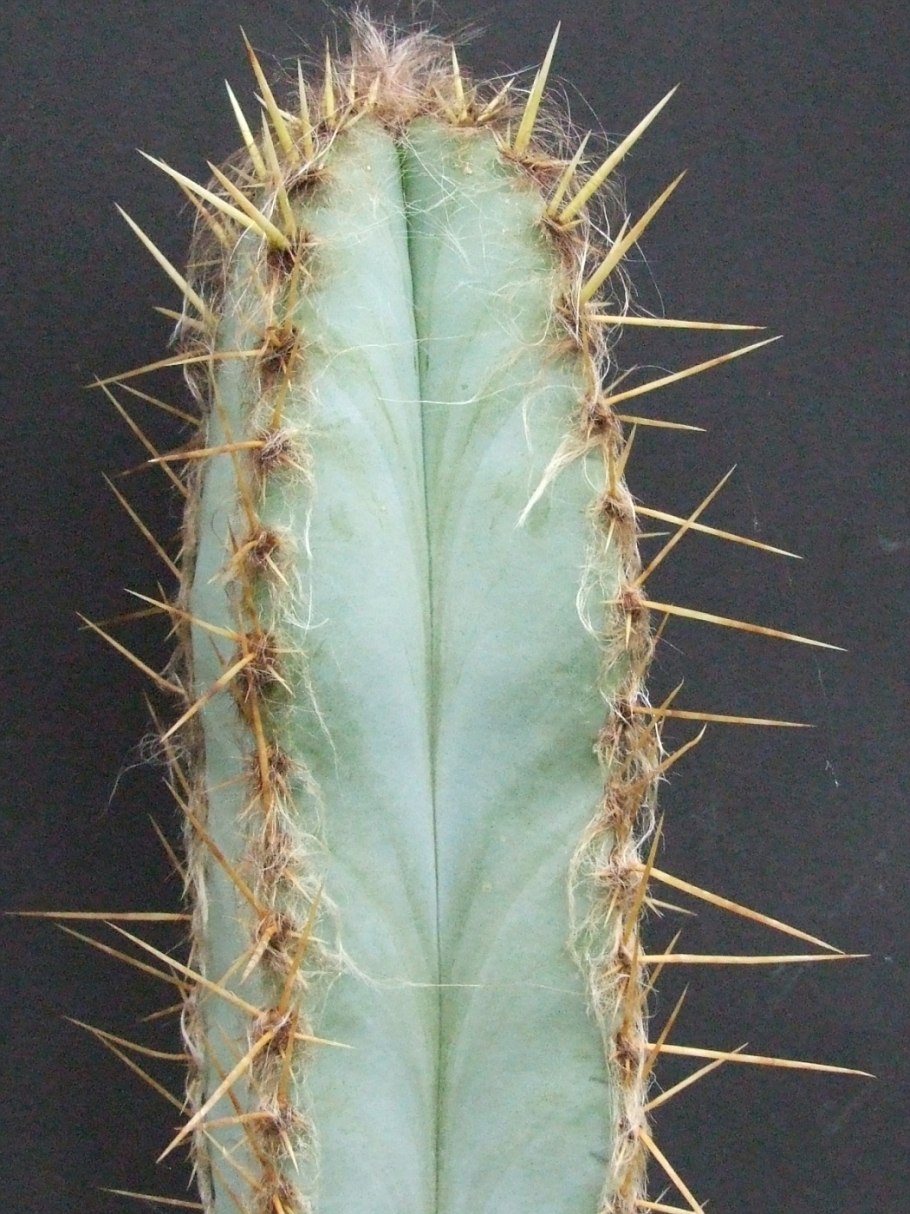 Бергамот Сандал цереус