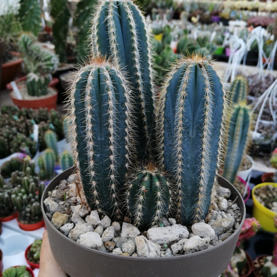 Кактус Marginatocereus marginatus