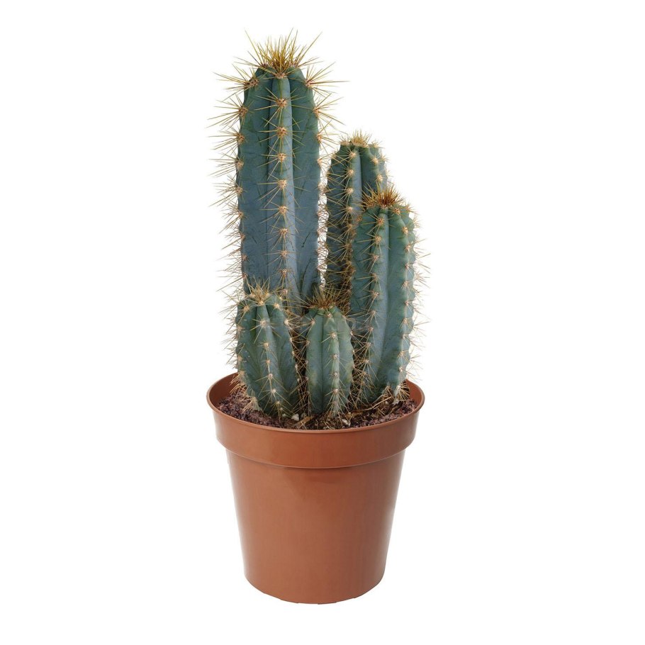 Кактус цереус Валидус