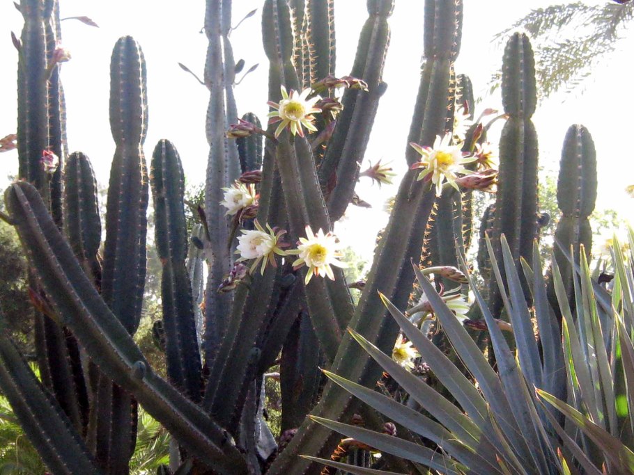 Кактус цереус