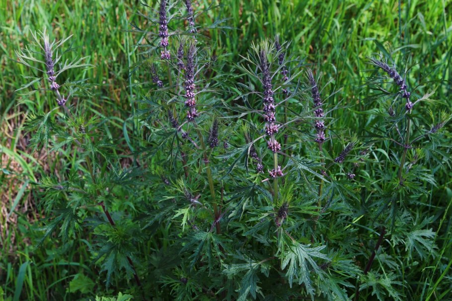 Сибирский пустырник – Leonurus sibiricus.