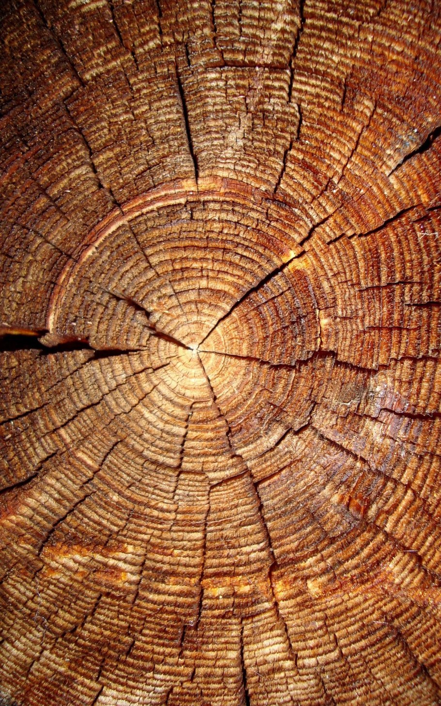 Цератония рожковое дерево