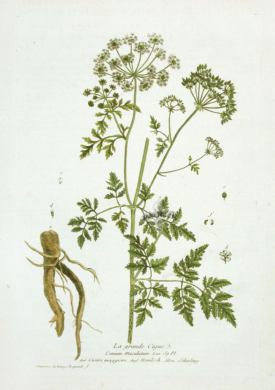 Анис акварель