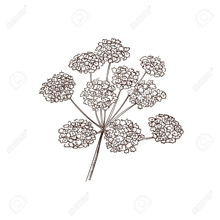 Анис обыкновенный зонтичные