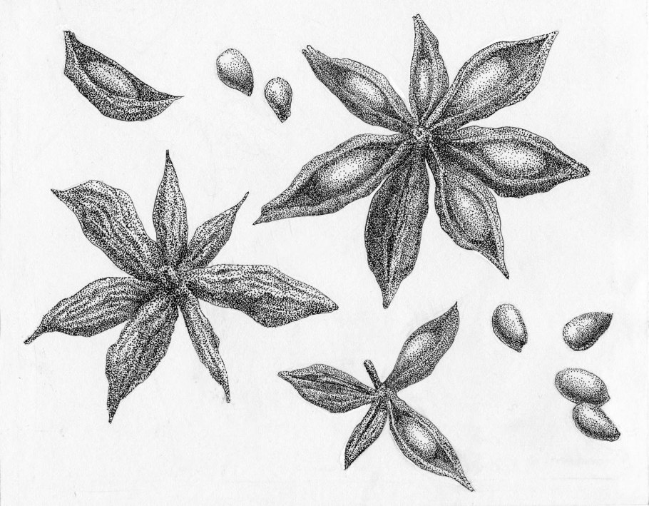 Анис (бедренец анисовый)