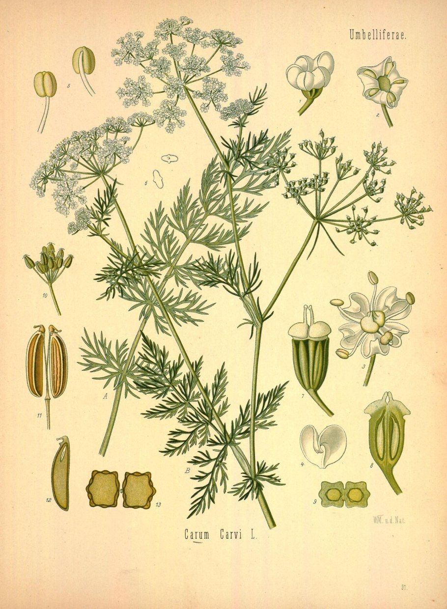 Тмин растение на белом фоне