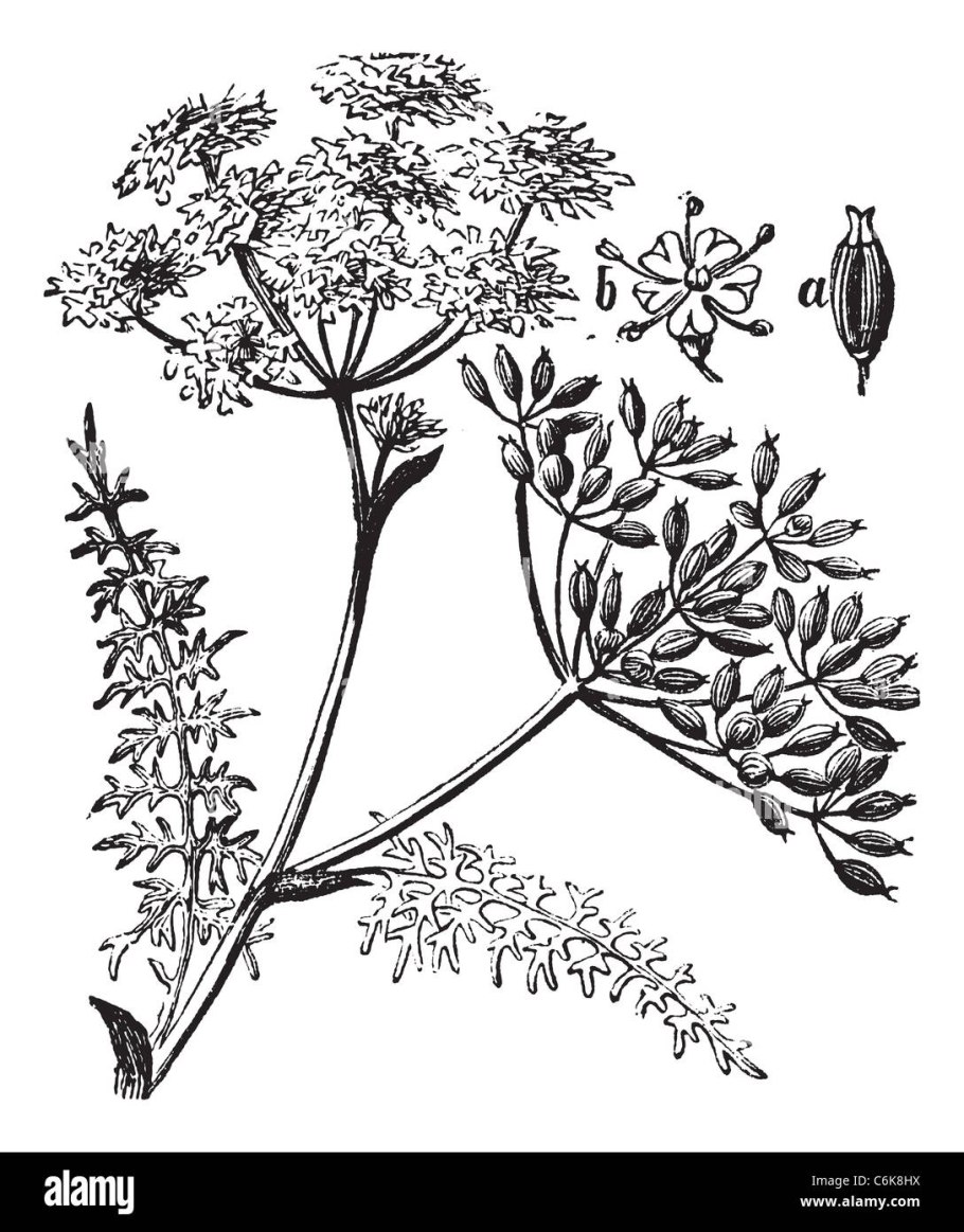 Анис обыкновенный