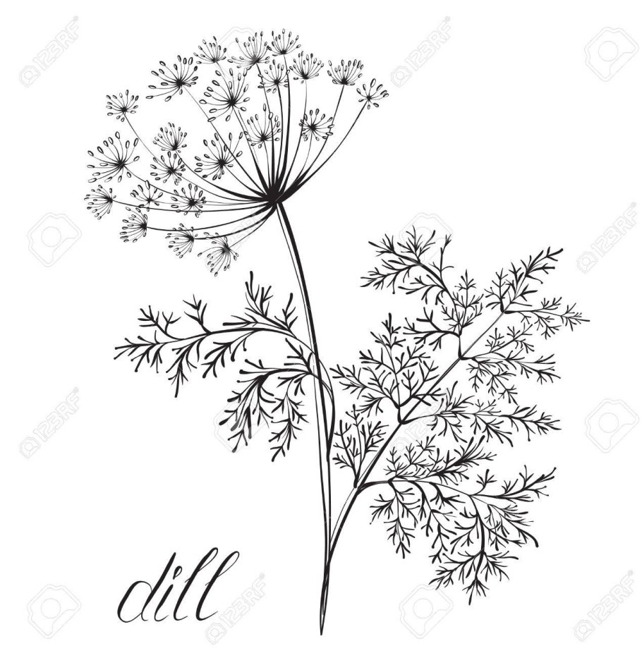 Анис обыкновенный ботаника