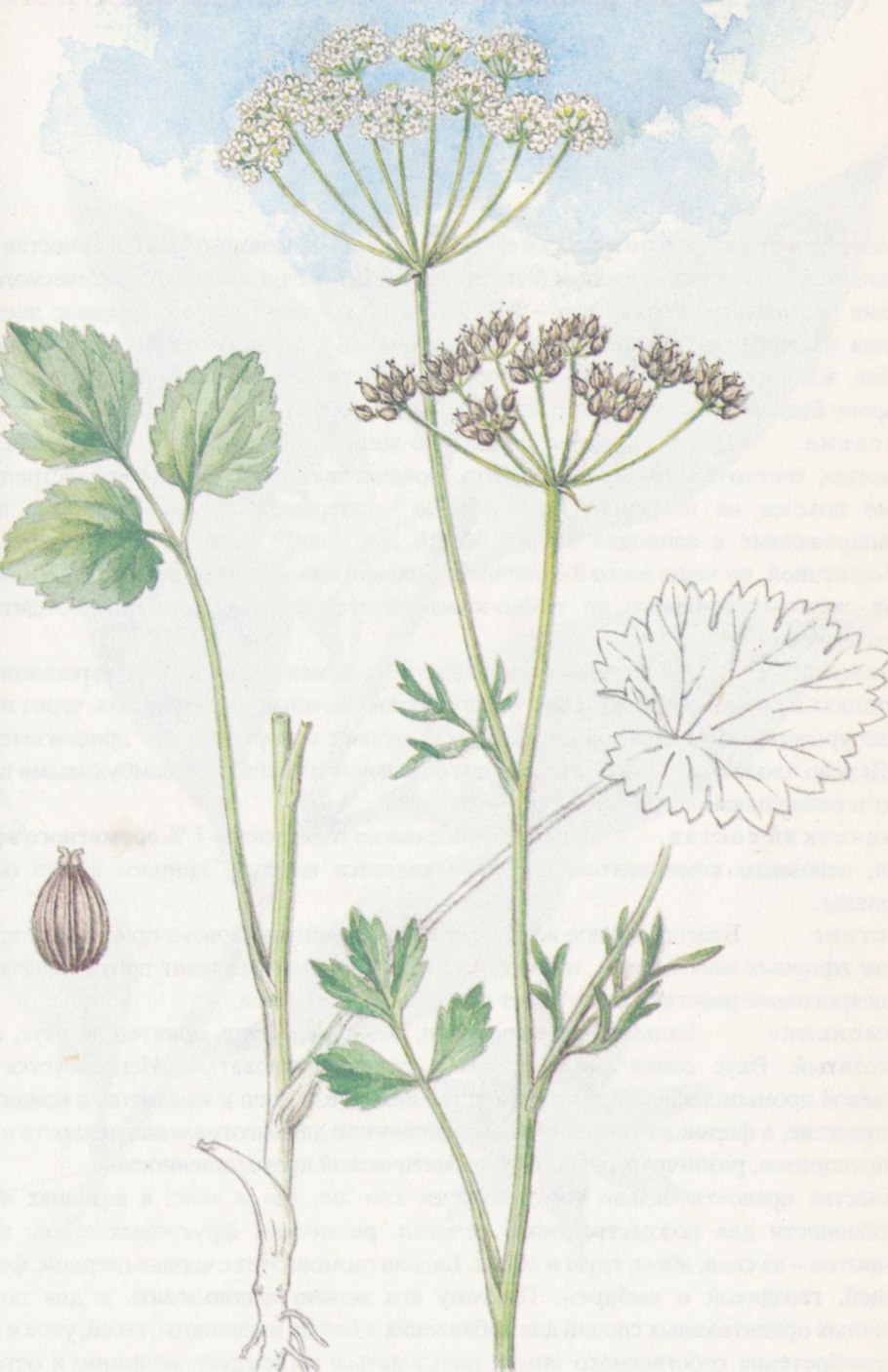 Раскраска укроп на белом фоне