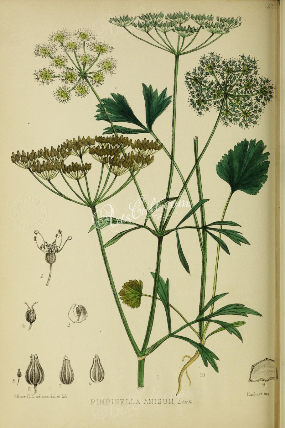 Анис Ботанический рисунок