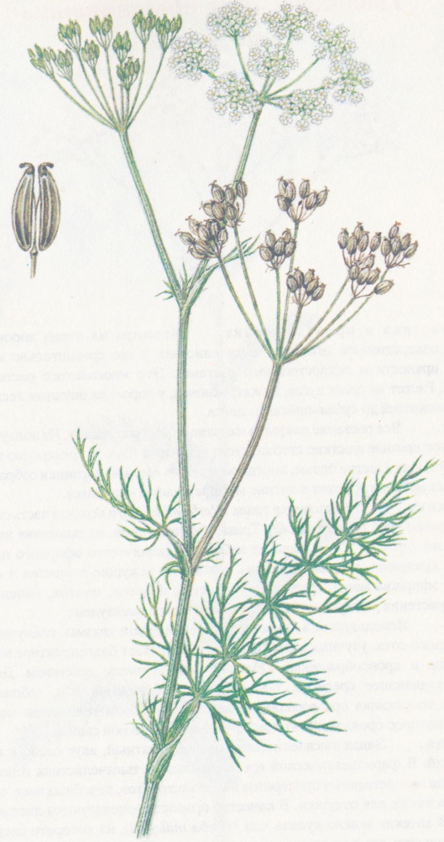 Анис обыкновенный Фармакогнозия