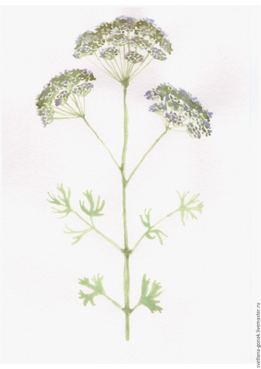 Укроп гравюра