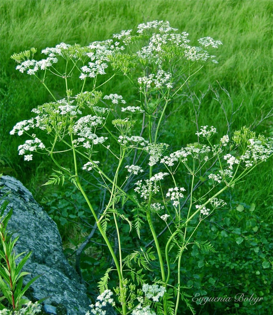 Семейство сельдерейные: кориандр