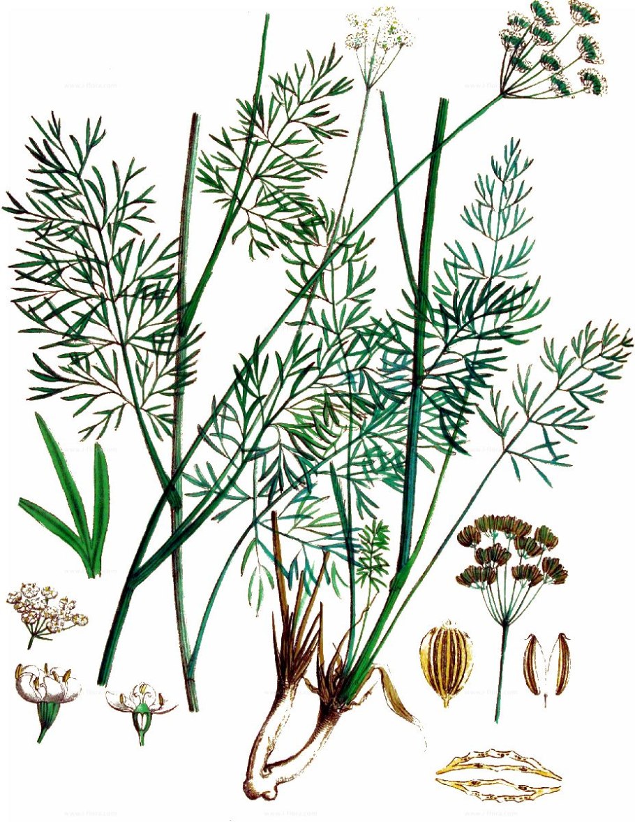 Анис обыкновенный