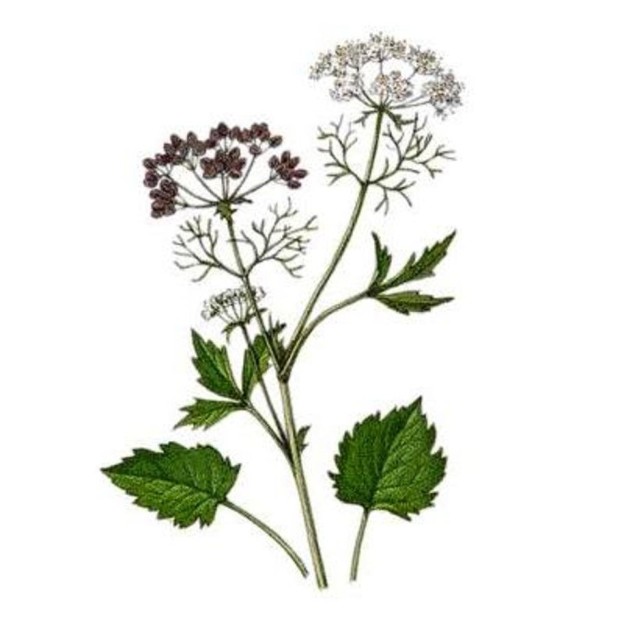 Анис обыкновенный ботаника