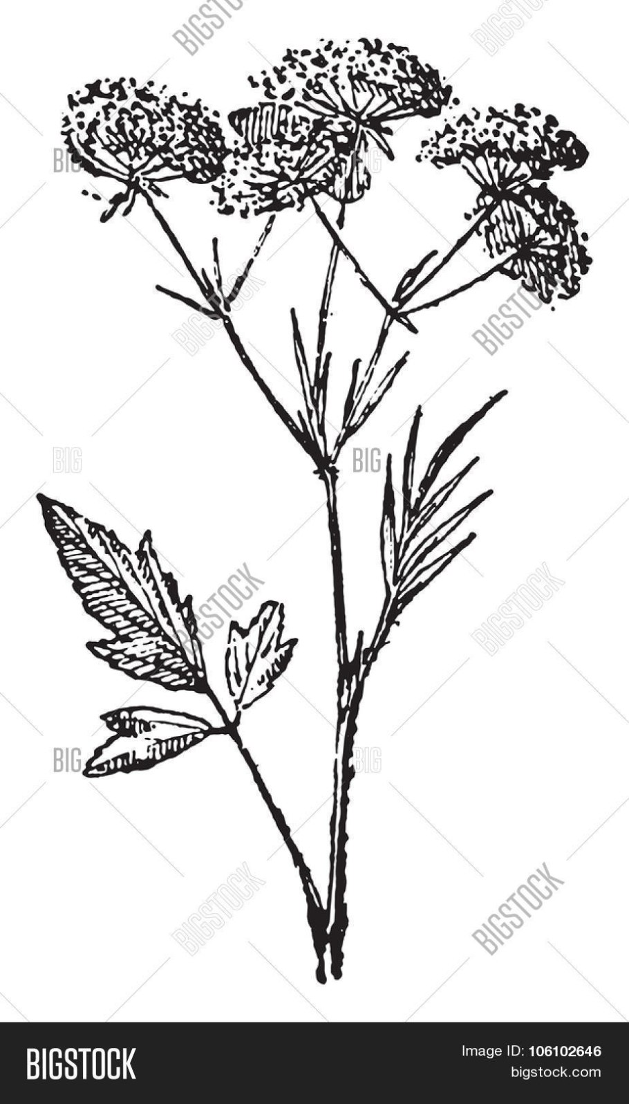 Семейство зонтичные сельдерейные