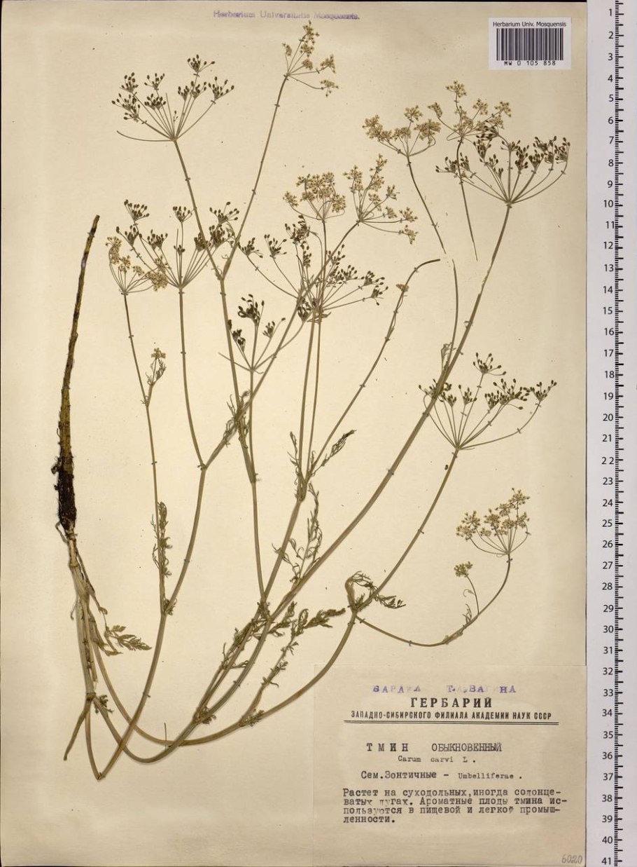 Кориандр рисунок