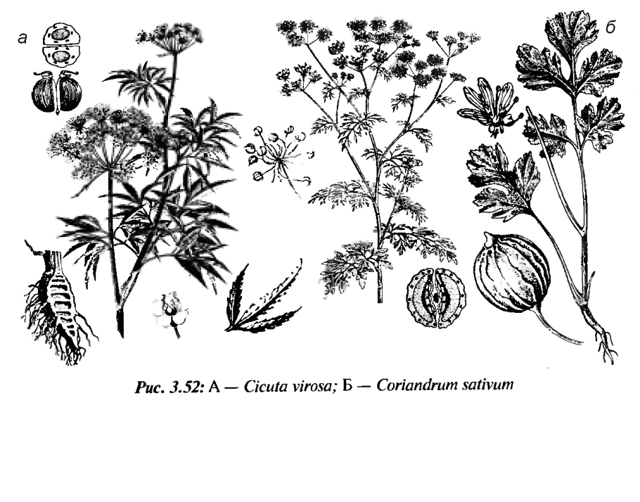 Анис обыкновенный гербарий