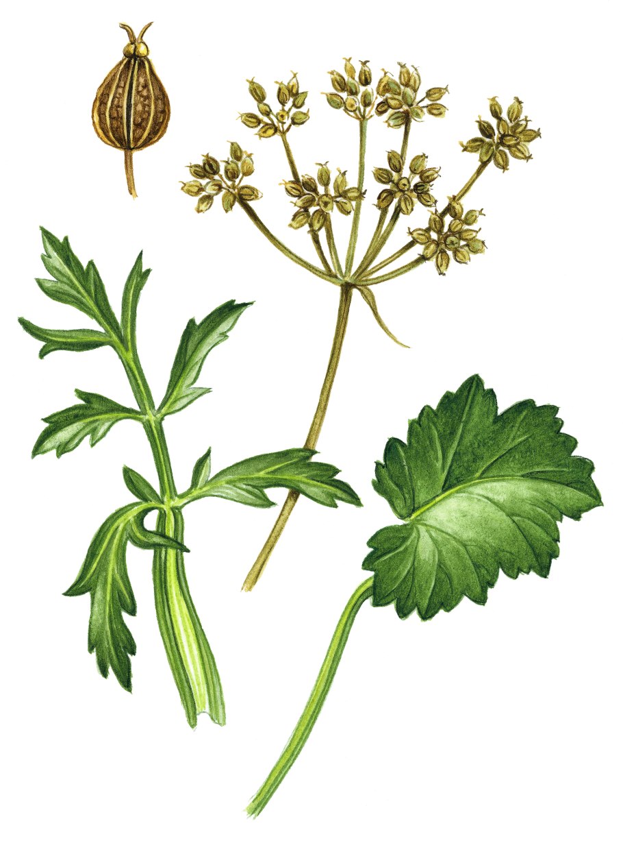 Болиголов пятнистый гербарий