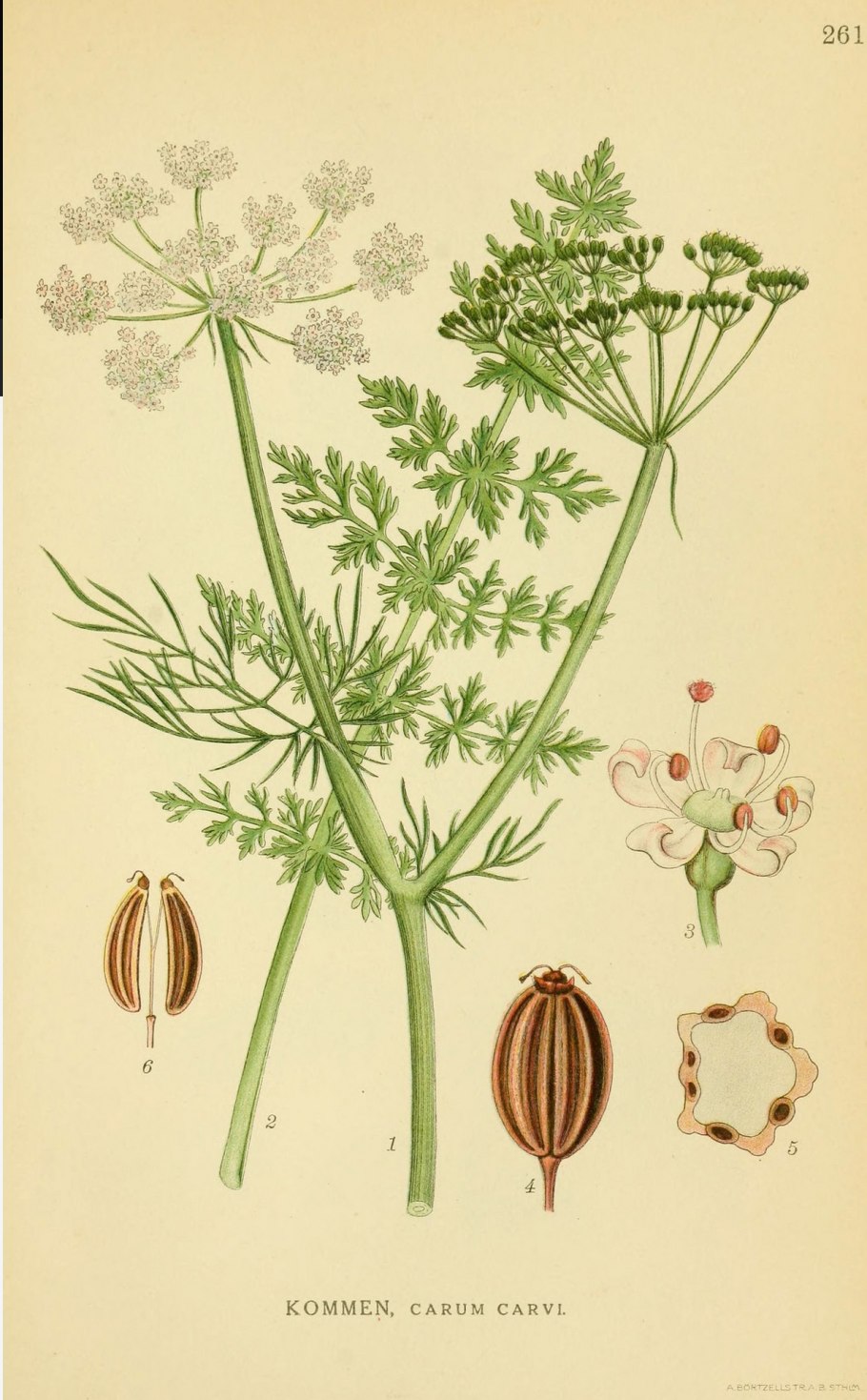 Анис обыкновенный гербарий