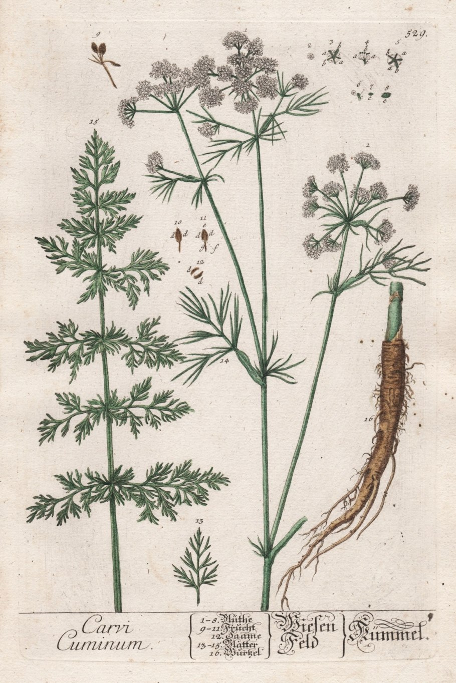 Анис растение на белом фоне