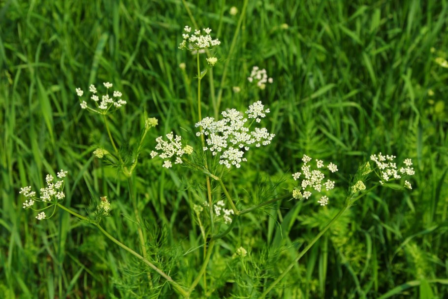Анис рисунок для этикеток