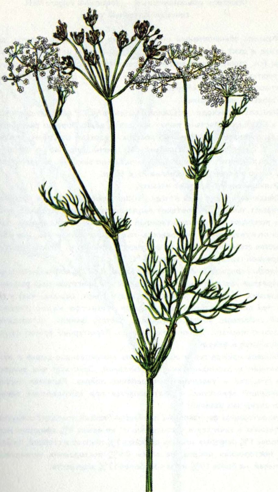 Фенхель обыкновенный Фармакогнозия