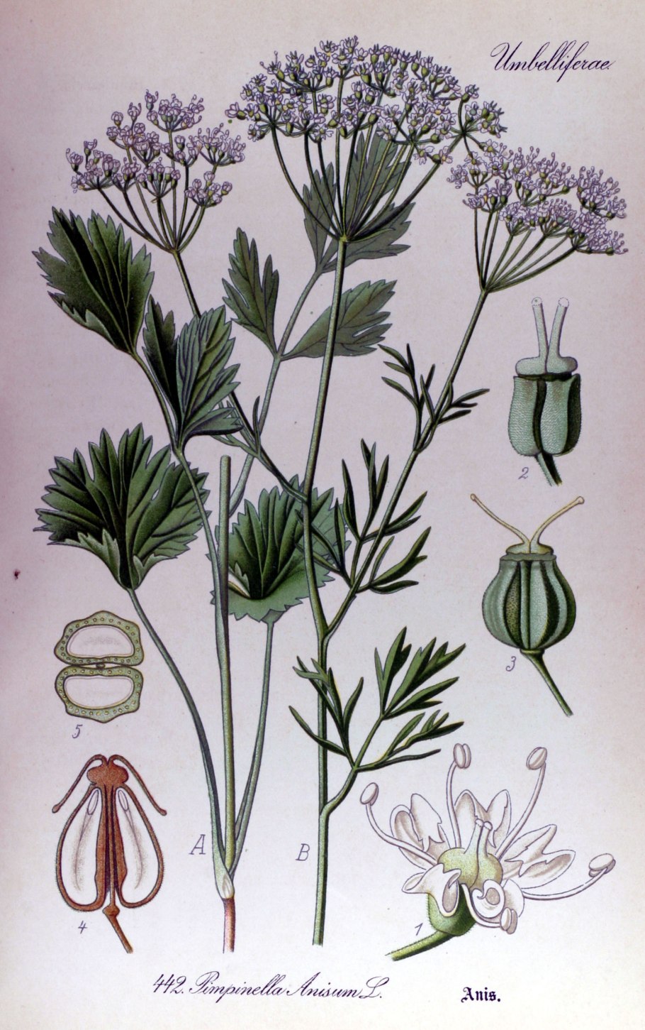 Бадьян звездчатый вектор