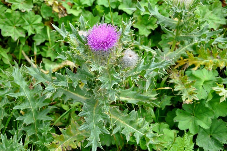 Татарник колючий сорняк