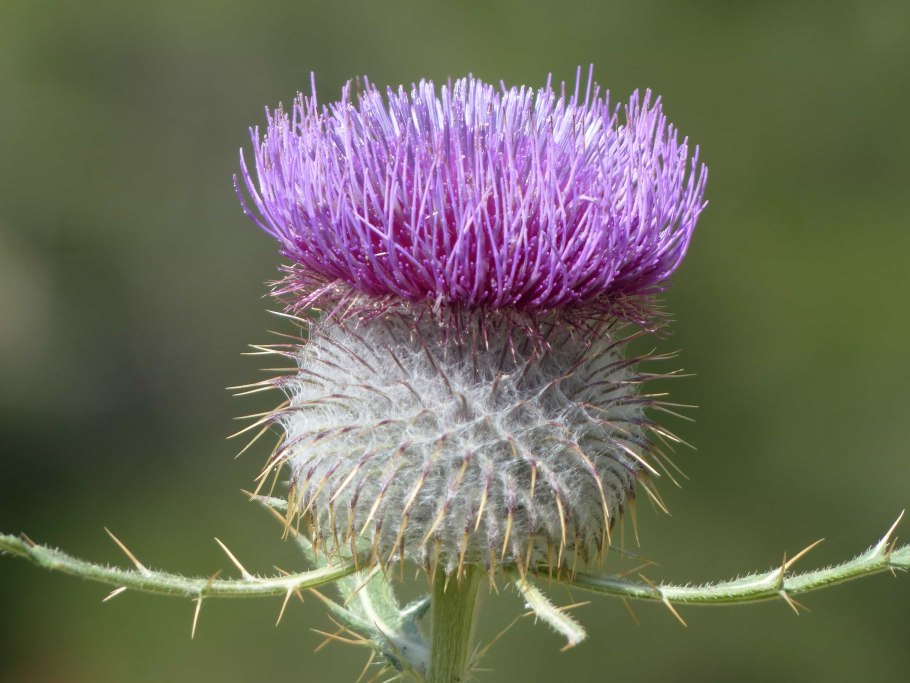 Татарник чертополох