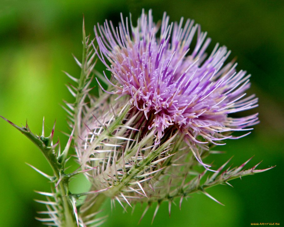 Чертополох и репейник