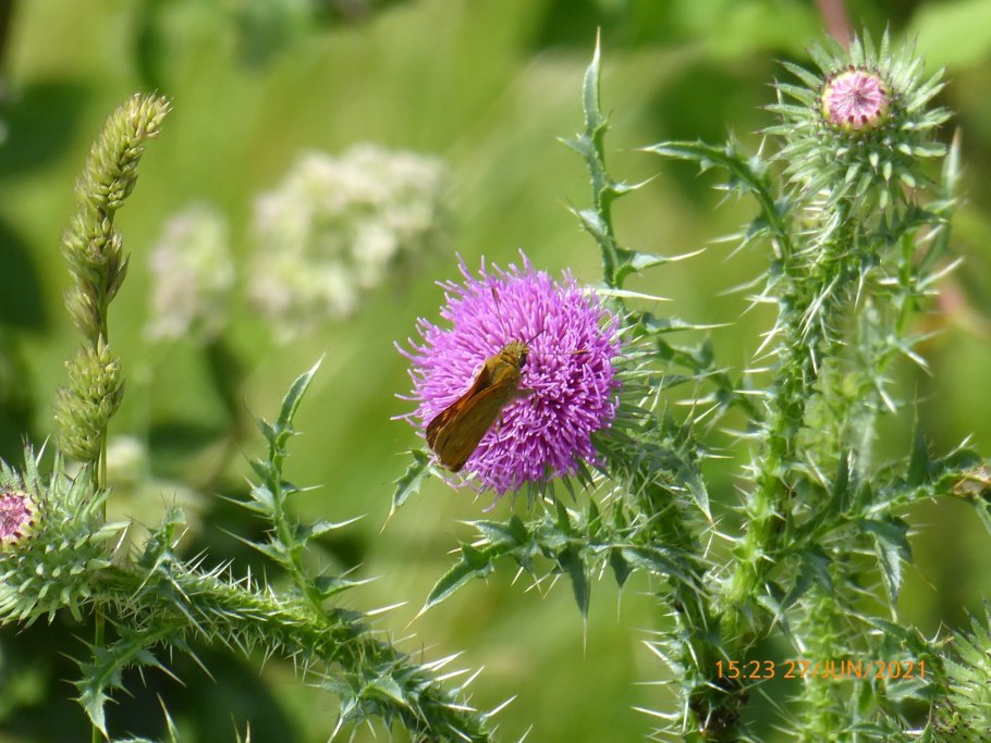 Чертополох и репейник