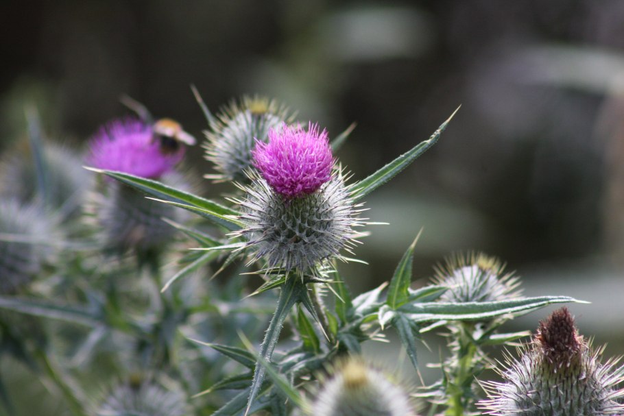 Чертополох Thistle шотландский