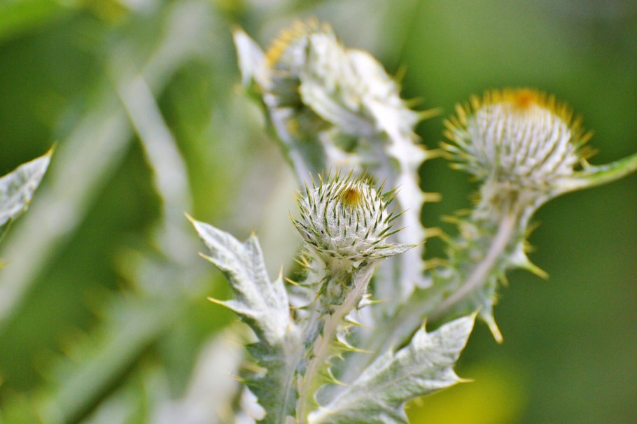 Серебряный чертополох цветок