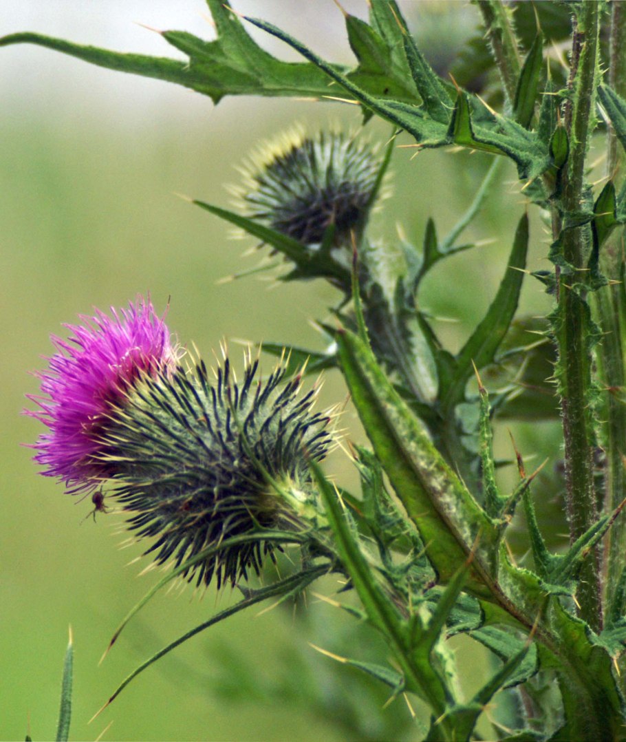 Татарник чертополох
