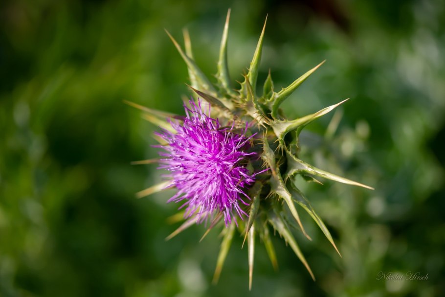 Расторопша пятнистая