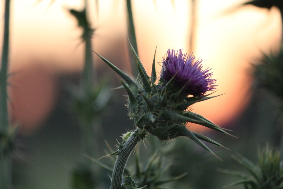 Чертополох на фоне неба