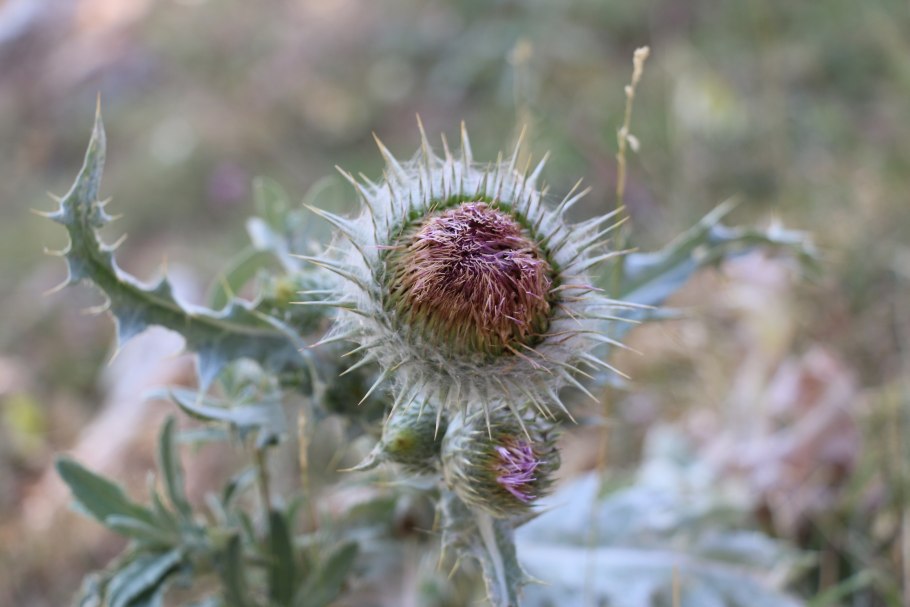 Корень татарника колючего