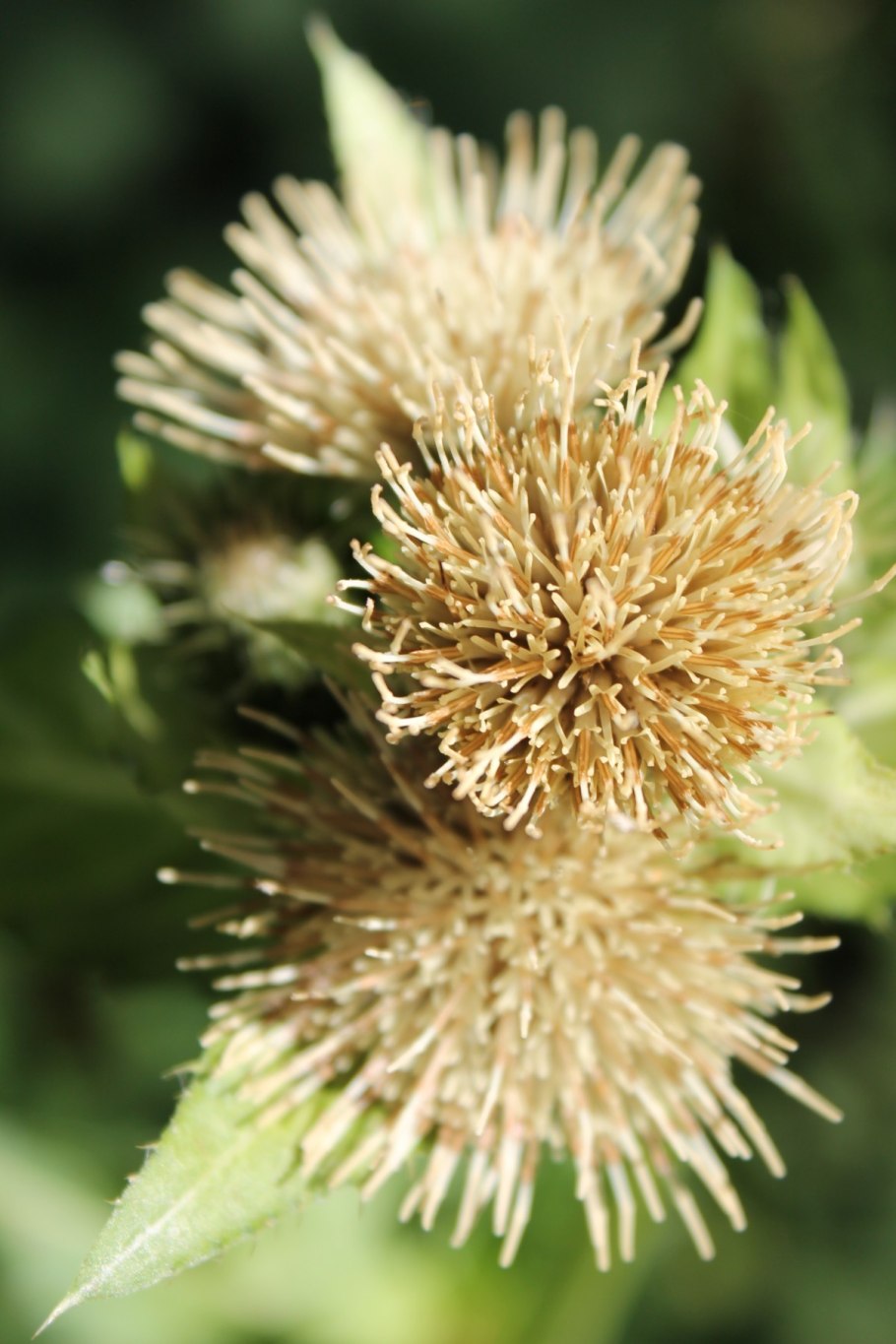 Чертополох зеленый