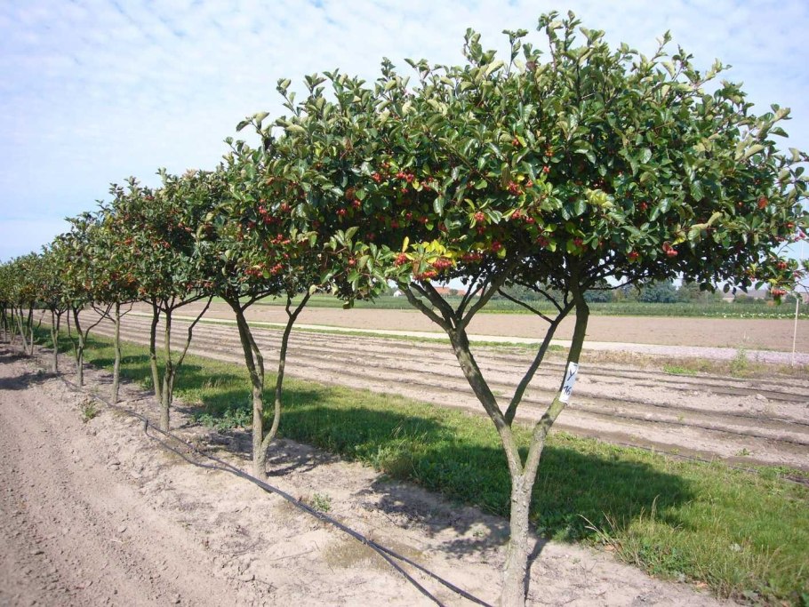 Гортензия Киушу штамбовая