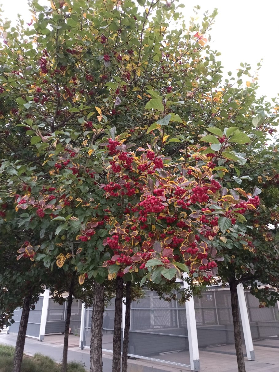 Черноплодная рябина в ландшафтном дизайне
