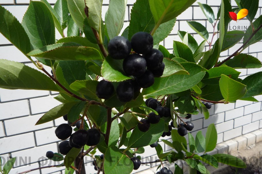 Рябина Глобозум на штамбе