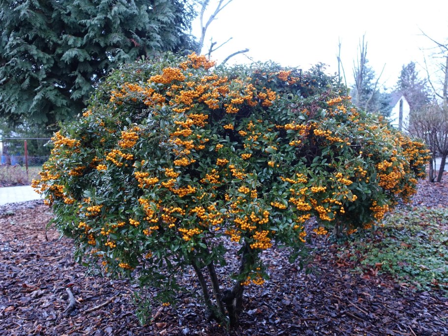 Рябина Пендула