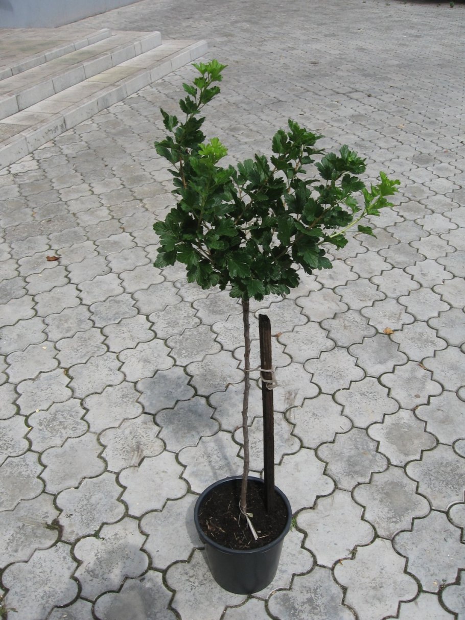 Acer platanoides 'Royal Red'