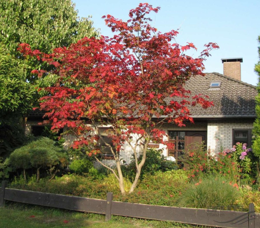 Арония Живая изгородь