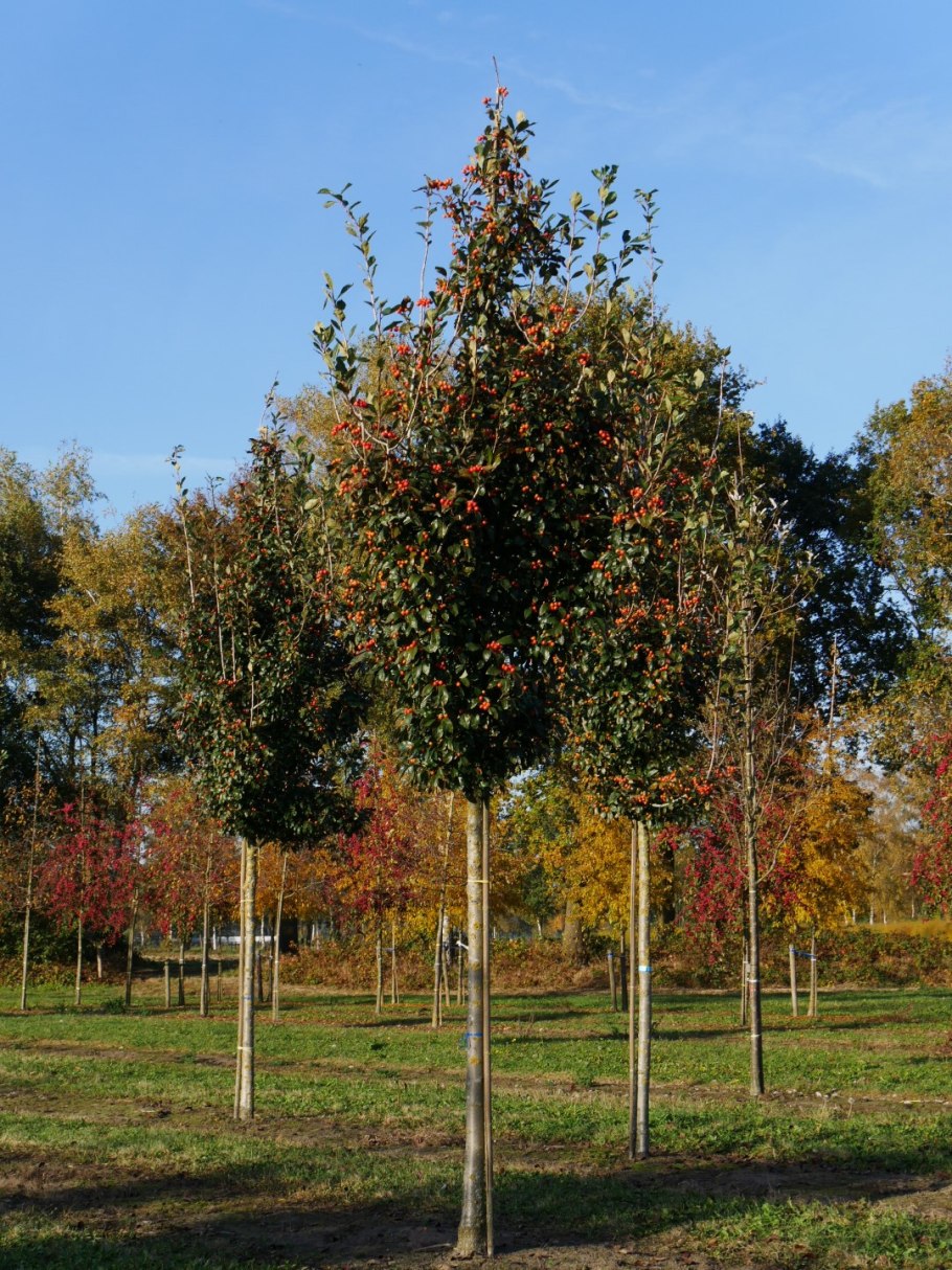 Пузыреплодник калинолистный