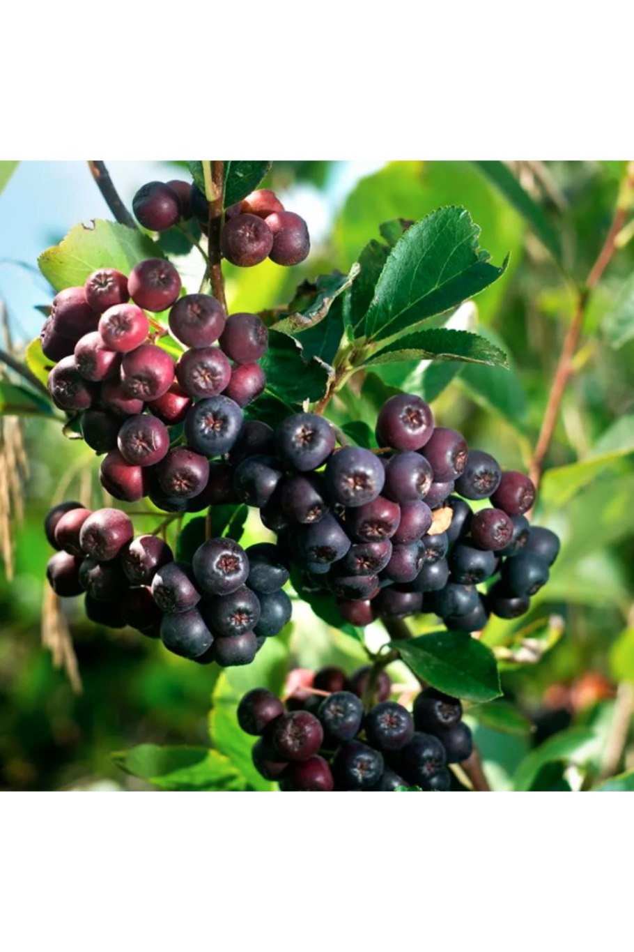 Клен Гиннала на штамбе