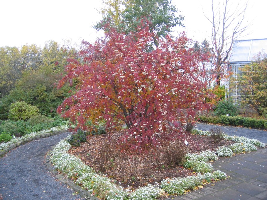 Арония красная (арбутолистная) бриллиант