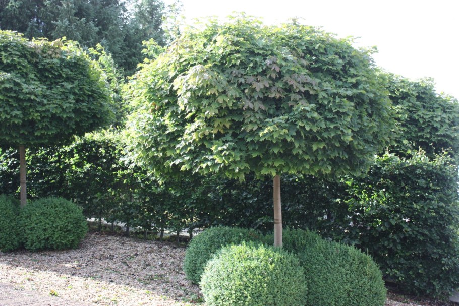 Арония черноплодная куст